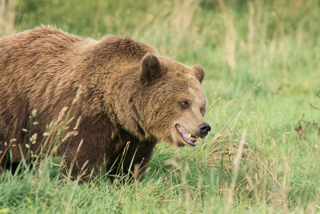Young European Brown Bear looking atentive at something in the Grass