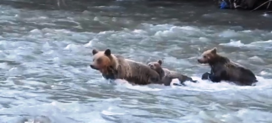 Niedźwiedzia rodzina przeprawia się przez rzekę. Zobacz fantastyczne video! (FILM)