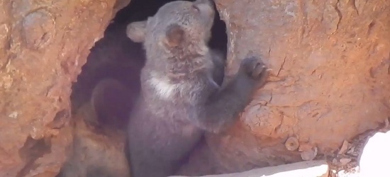 BIESZCZADY: Małe niedźwiadki harcują w najlepsze (VIDEO)