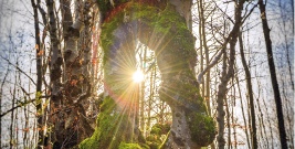 Przyroda w obiektywie. Rusza konkurs Leśne Fotografie (ZDJĘCIA)