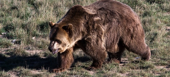 BIESZCZADY: Niedźwiedź zaatakował mężczyznę. Ranny trafił do sanockiego szpitala