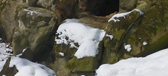 BIESZCZADY: Nawet żbik w taką pogodę woli zostać w domu (FILM)