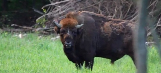 Dostojny żubr w bieszczadzkich lasach. Król jest tylko jeden (VIDEO)