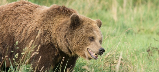 BIESZCZADY: Niedźwiedzica broniła potomstwa i zaatakowała turystę