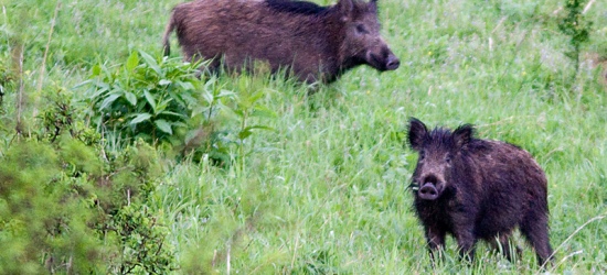 BIESZCZADY: Będą strzelać do dzików (ZDJĘCIA)