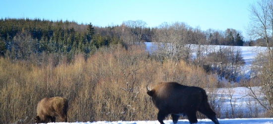 BIESZCZADY: Przeprowadzka żubrów ku wolności (ZDJĘCIA)