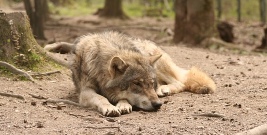 Mężczyźni obrywali skórę z martwego wilka. Chcieli sprawdzić, dlaczego umarł