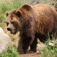 BIESZCZADY: Koniec śledztwa w sprawie tajemniczej śmierci 61-latka. Zabił niedźwiedź!