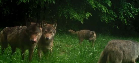 Wataha z Polanek na dzień dobry. Beztroskie wilki w oku kamery (VIDEO)